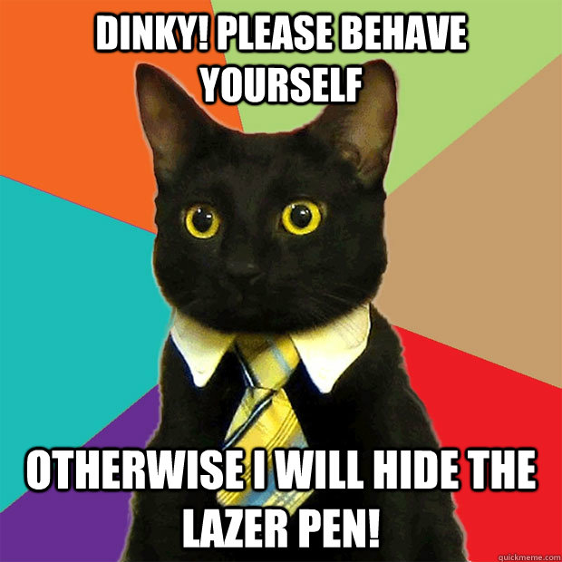 DINKY! Please behave yourself Otherwise I will hide the lazer pen!  Business Cat