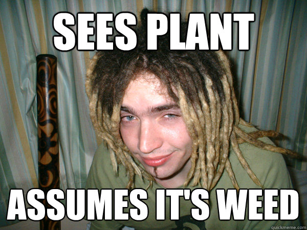 Sees plant Assumes it's weed  