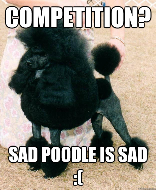 Competition? Sad poodle is sad :( - Competition? Sad poodle is sad :(  Staff Sergeant Poodle