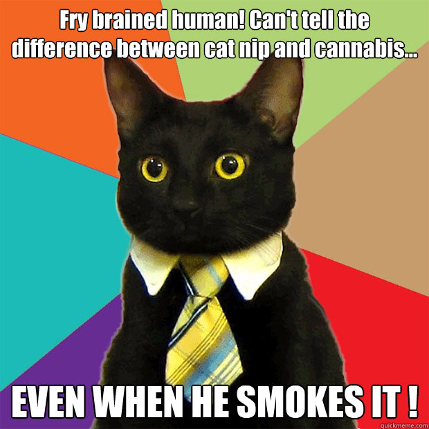 Fry brained human! Can't tell the difference between cat nip and cannabis...  EVEN WHEN HE SMOKES IT !  Business Cat