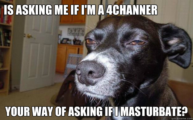 is asking me if i'm a 4channer your way of asking if i masturbate?  Skeptical Mutt