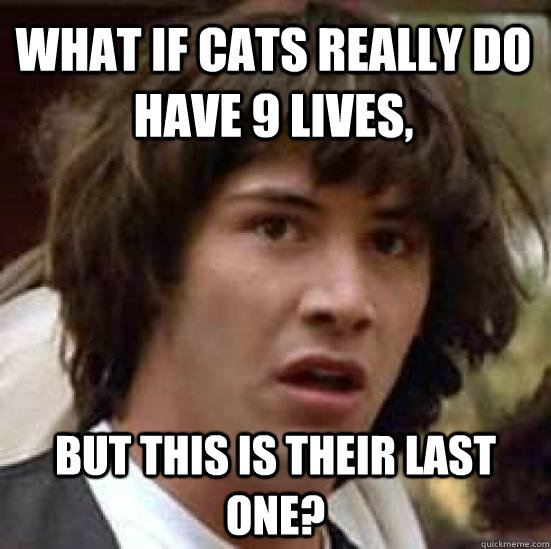 What if cats really do have 9 lives, but this is their last one? - What if cats really do have 9 lives, but this is their last one?  conspiracy keanu