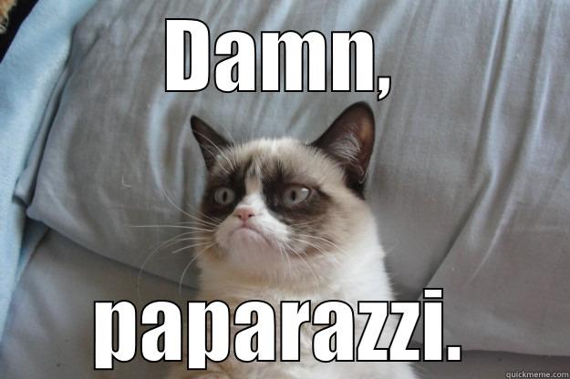 DAMN, PAPARAZZI. Grumpy Cat