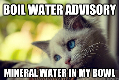 Boil water advisory mineral water in my bowl  First World Problems Cat