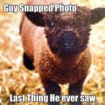 Guy Snapped Photo Last Thing He ever saw  Angry sheep