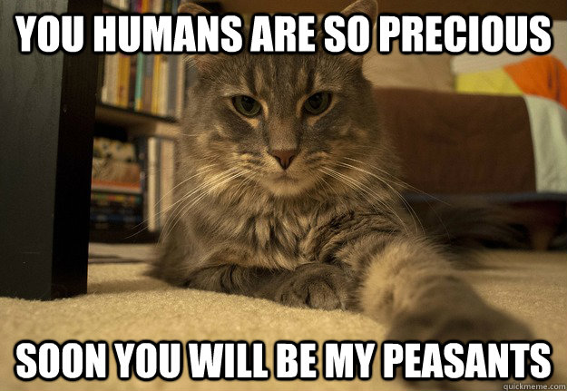 you humans are so precious soon you will be my peasants - you humans are so precious soon you will be my peasants  Conniving Cat