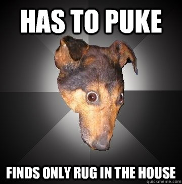 Has to puke Finds only rug in the house  Depression Dog