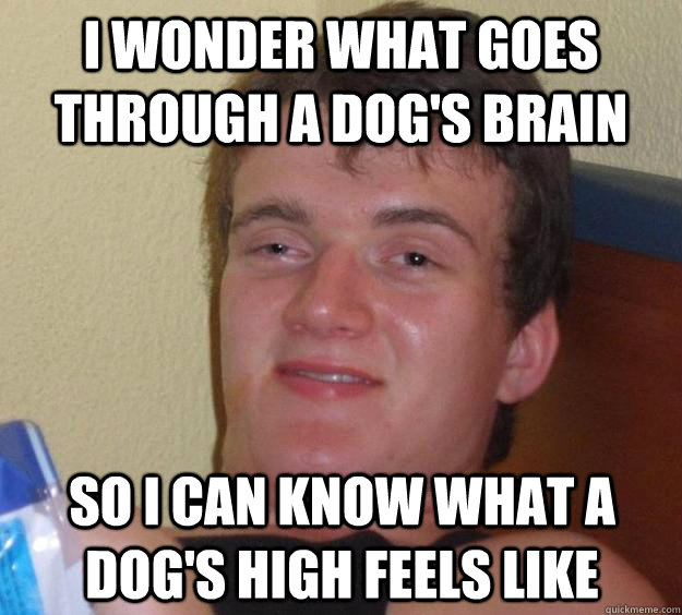 I wonder what goes through a dog's brain  so i can know what a dog's high feels like  - I wonder what goes through a dog's brain  so i can know what a dog's high feels like   10 Guy