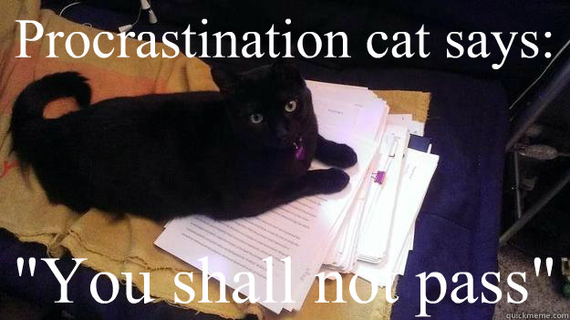 procrastination cat meme