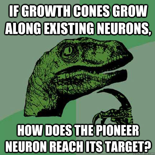 If growth cones grow along existing neurons, How does the pioneer neuron reach its target?  Philosoraptor