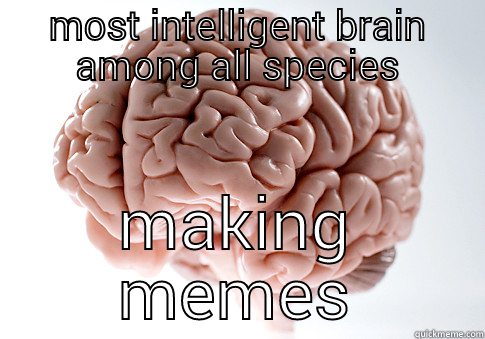 MOST INTELLIGENT BRAIN AMONG ALL SPECIES MAKING MEMES Scumbag Brain