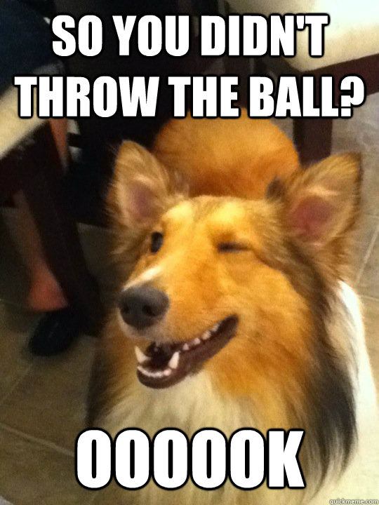 so you didn't throw the ball? oooook - so you didn't throw the ball? oooook  implying dog