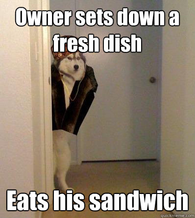 Owner sets down a fresh dish Eats his sandwich  Scumbag dog