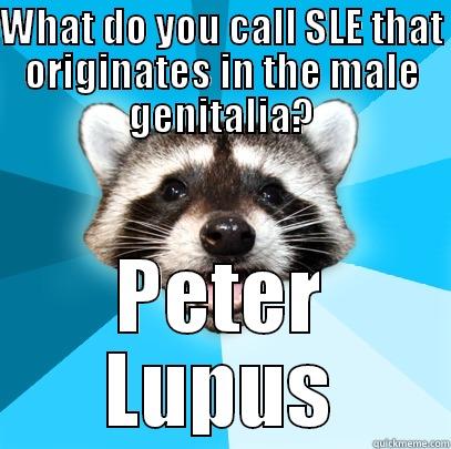 WHAT DO YOU CALL SLE THAT ORIGINATES IN THE MALE GENITALIA? PETER LUPUS Lame Pun Coon