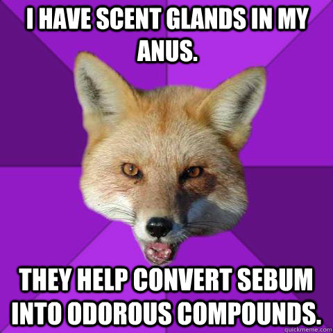 I have scent glands in my anus. They help convert sebum into odorous compounds. - I have scent glands in my anus. They help convert sebum into odorous compounds.  Forensics Fox