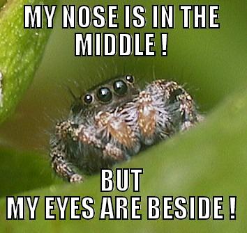 MY NOSE IS IN THE MIDDLE ! BUT MY EYES ARE BESIDE ! Misunderstood Spider