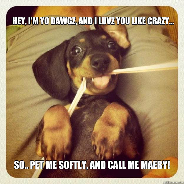 Hey, I'm yo dawgz, and I luvz you like crazy... So.. pet me softly, and call me Maeby!  Maeby