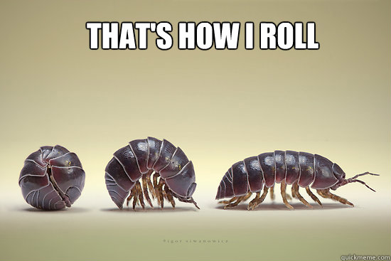 That's how I Roll  roly poly