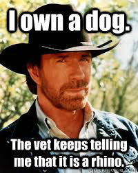 I own a dog. The vet keeps telling me that it is a rhino. - I own a dog. The vet keeps telling me that it is a rhino.  Chuck Norris