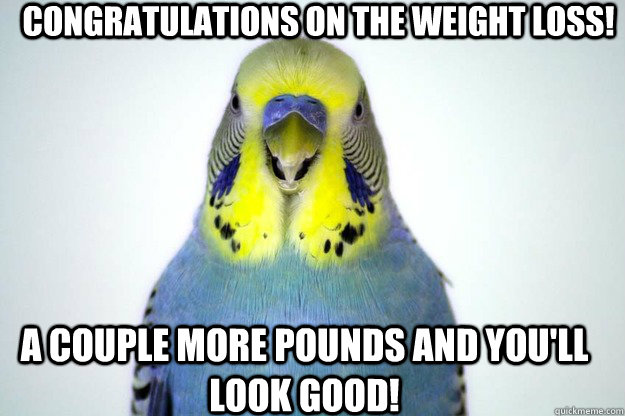 congratulations on the weight loss! a couple more pounds and you'll look good! - congratulations on the weight loss! a couple more pounds and you'll look good!  Passive Agressive Parakeet