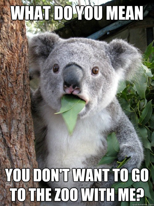 what do you mean you don't want to go to the zoo with me?  Shocked Koala