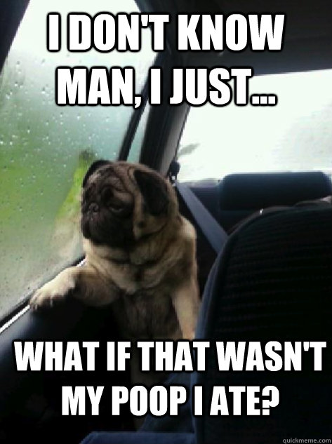 I don't know man, I just... What if that wasn't my poop i ate?  Introspective Pug