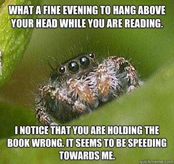 What a fine evening to hang above your head while you are reading. I notice that you are holding the book wrong. It seems to be speeding towards me.  Misunderstood Spider