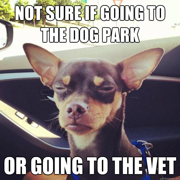 Not sure if going to the dog park or going to the vet - Not sure if going to the dog park or going to the vet  Futurama Fido