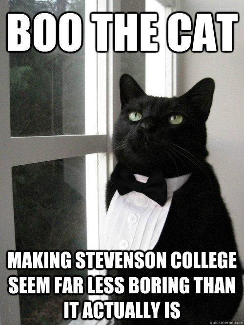 BOO the cat  making stevenson college seem far less boring than it actually is   One Percent Cat