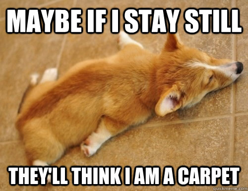 maybe if i stay still THEY'LL THINK I AM A CARPET - maybe if i stay still THEY'LL THINK I AM A CARPET  Misc