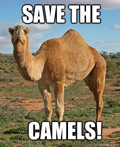 Save The Camels!  