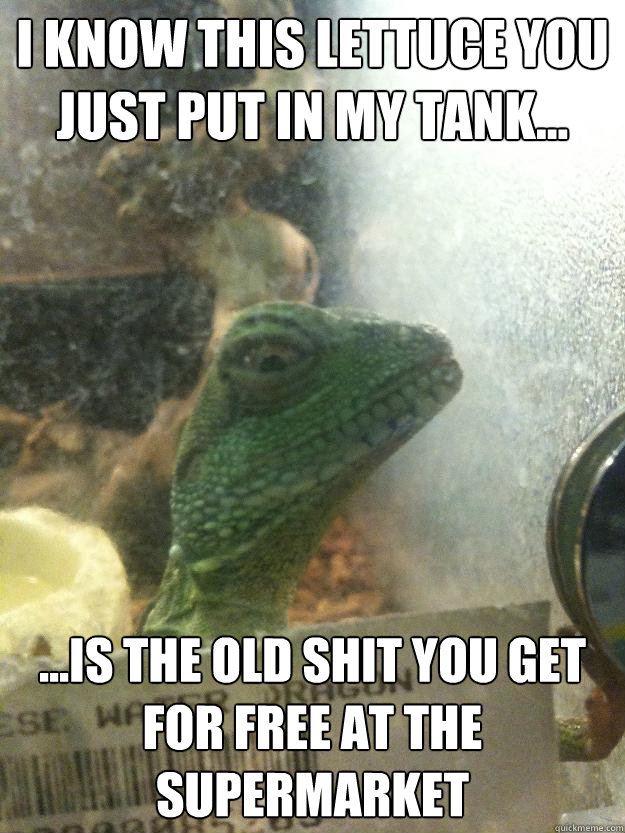 I know This lettuce you just put in my tank... ...is the old shit you get for free at the supermarket - I know This lettuce you just put in my tank... ...is the old shit you get for free at the supermarket  Leery Lizard