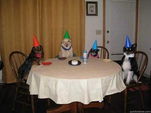   -    Dog party need cake