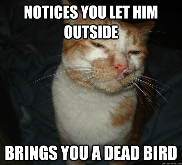 notices you let him outside Brings you a dead bird - notices you let him outside Brings you a dead bird  Cool Cat Craig