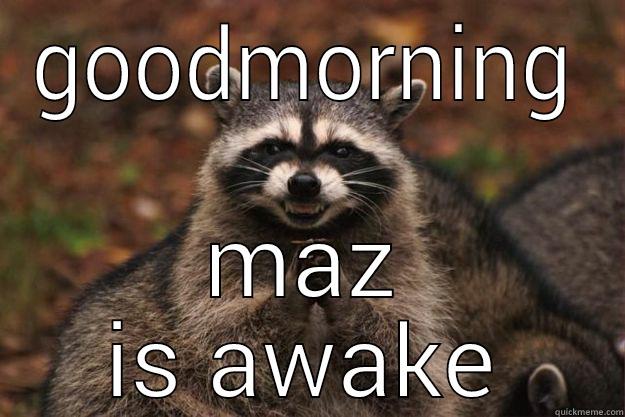 GOODMORNING MAZ IS AWAKE Evil Plotting Raccoon