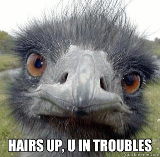  Hairs Up, U In Troubles -  Hairs Up, U In Troubles  Seeing Ostrich