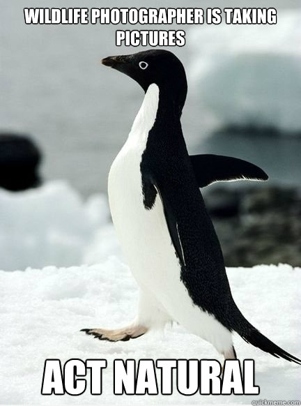 wildlife photographer is taking pictures act natural - wildlife photographer is taking pictures act natural  Real-life Socially Awkward Penguin
