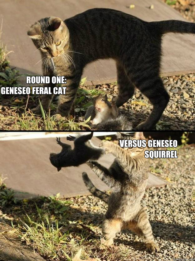 Round One: Geneseo Feral cat Versus Geneseo Squirrel  Annoying Squirrel