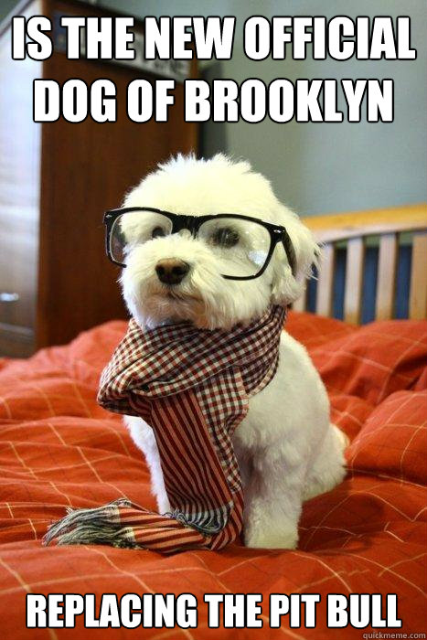 Is the new official dog of brooklyn replacing the pit bull  Hipster Dog