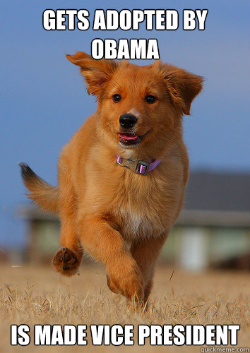 gets adopted by obama is made vice president  Ridiculously Photogenic Puppy