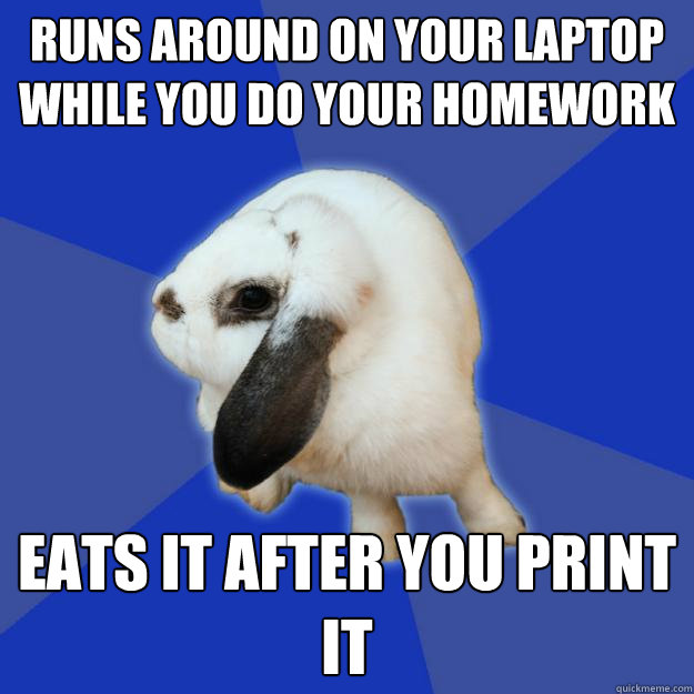 Runs around on your laptop while you do your homework eats it after you print it  Cold Shoulder Bunny
