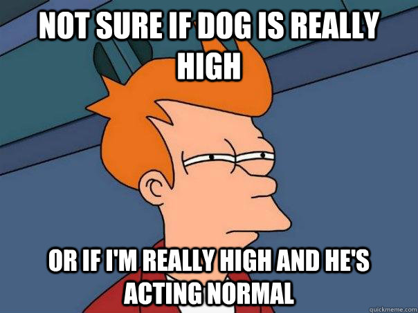 not sure if dog is really high or if I'm really high and he's acting normal  Futurama Fry