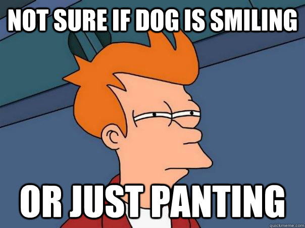 Not sure if dog is smiling Or just panting - Not sure if dog is smiling Or just panting  Futurama Fry