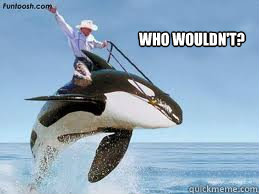 Who Wouldn't?  Orca Rodeo