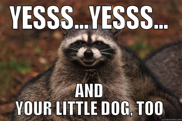 YESSS...YESSS... AND YOUR LITTLE DOG, TOO Evil Plotting Raccoon