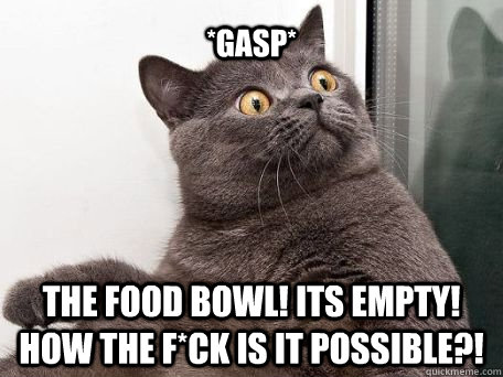 *gasp* the food bowl! its empty! how the F*ck is it possible?!  conspiracy cat