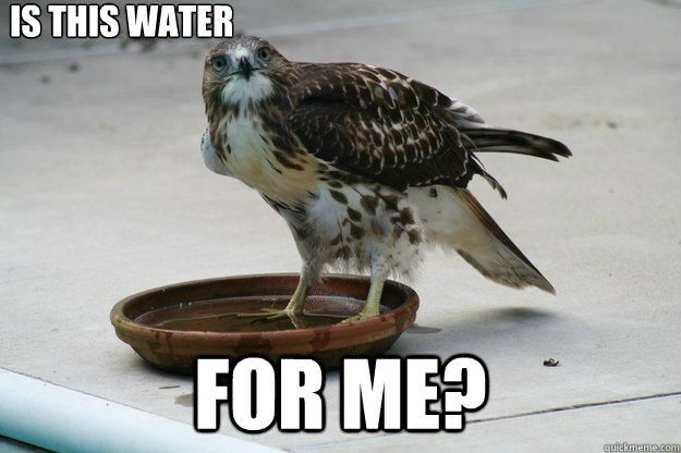 Is this water For me?  OMG hawk