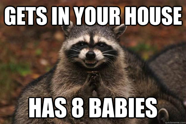 Gets in your house has 8 babies  Evil Plotting Raccoon