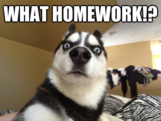 what homework!?  - what homework!?   Sudden Realization Husky