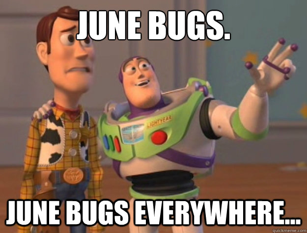 June Bugs. June Bugs Everywhere...  Buzz Lightyear